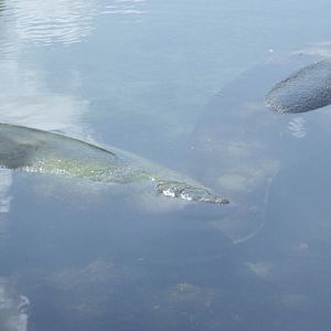 Florida Manatees