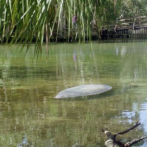 Florida Manatee