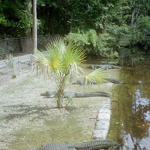 American Alligators
