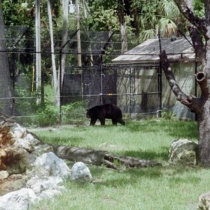 American Black Bear