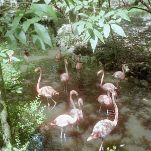 Caribbean Flamingo