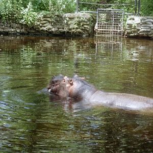 River Hippopotamus