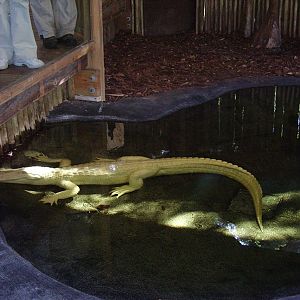 White American Alligator