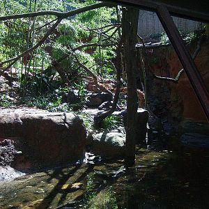 Clouded Leopard Enclosure