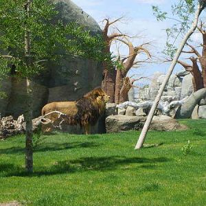 Lion exhibit (Kopjie)