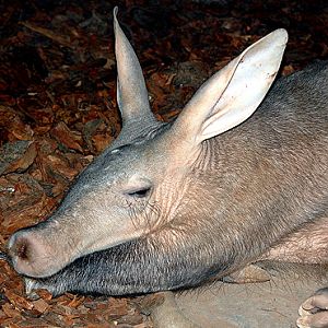 Aardvark male (Danny)