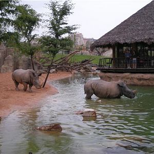 White rhinos taking a bath