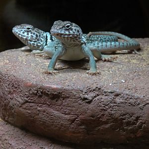 Our Backyard - Collared Lizard Exhibit