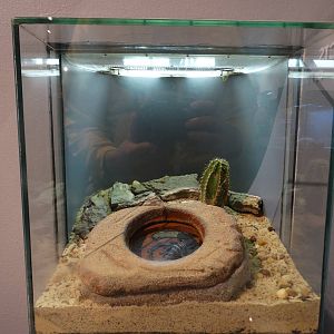 Nov. 2015 - World of the Insect - Flat Rock Scorpion Exhibit