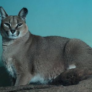 Nov. 2015 - Night Hunters - Caracal