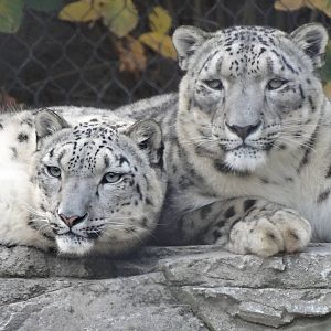 Nov. 2015 - Cat Canyon - Renji + Nubo