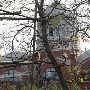 Nov. 2015 - Gibbon Islands - Buff-cheeked Gibbon