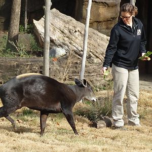 Nov. 2015 - Rhino Reserve - Bringing Him In