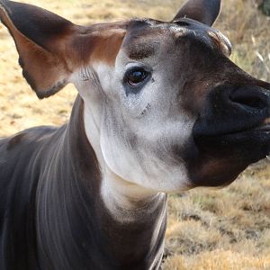 Nov. 2015 - Rhino Reserve - Curious Kilua