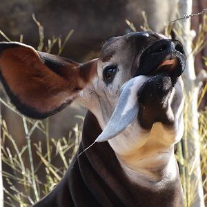 Nov. 2015 - Rhino Reserve - Kilua and Her Tongue