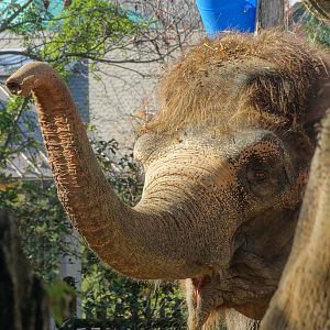 Nov. 2015 - Elephant Reserve - Jati