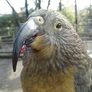 Nov. 2015 - Kea Encounter - Kea