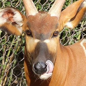 Nov. 2015 - Rhino Reserve - Eastern Bongo