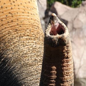 Nov. 2015 - Elephant Reserve - Sabu