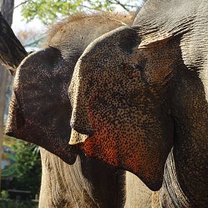 Nov. 2015 - Elephant Reserve - Schottzie + Jati