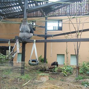 Gorilla Exhibit