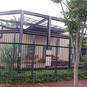 African Lion Exhibit