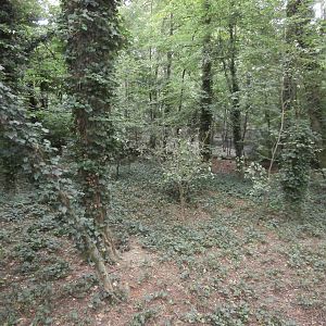 Raccoon dog enclosure