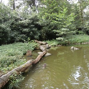 Asian small-clawed otter enclosure