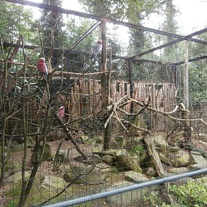Galah aviary