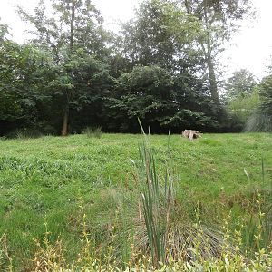 South American enclosure