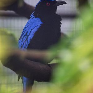 Asian fairy-bluebird : Waddesdon : 03 Oct 2015
