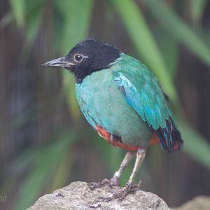 Hooded pitta : Waddesdon : 09 Oct 2015