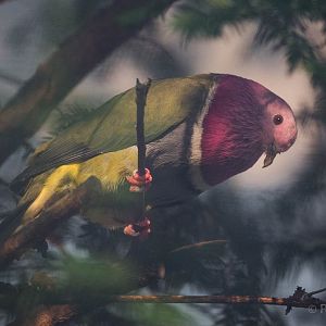 Pink-headed fruit-dove : Waddesdon : 03 Oct 2015