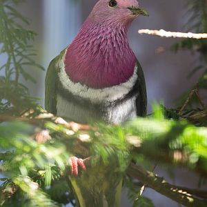 Pink-headed fruit-dove : Waddesdon : 09 Oct 2015