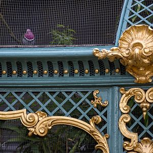 Aviary detail / Pink-headed fruit-dove : Waddesdon : 09 Oct 2015