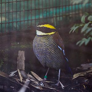 Javan banded pitta : Waddesdon : 03 Oct 2015