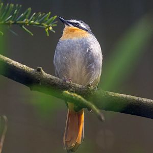 Cape robin-chat : Waddesdon : 09 Oct 2015