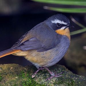 Cape robin-chat : Waddesdon : 09 Oct 2015