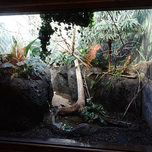 Nov. 2015 - Islands Pavilion - Island Birds of the World Exhibit (5 Species