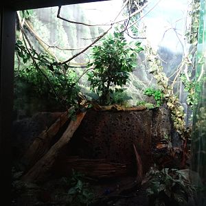 Nov. 2015 - Islands Pavilion - Birds of the Tropical Pacific and Indian Oce