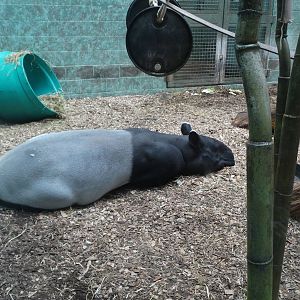 Nov. 2015 - Islands Pavilion - Chip in the Dayroom