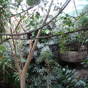 Nov. 2015 - Islands Pavilion - Forest Bird Trail Walkthrough Exhibit (12 Sp