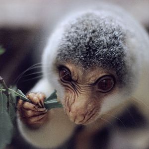 Spotted cuscus feeding 1973