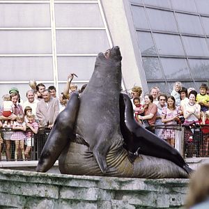 The finale of the Sealion & Elephant Seal show 1973
