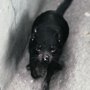 Tasmanian devil 1973