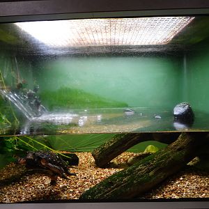 Nov. 2015 - HerpAquarium - Spotted Turtle Exhibit