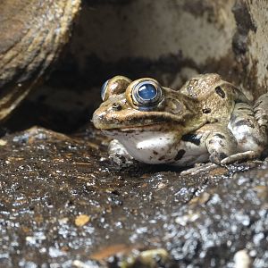 Nov. 2015 - HerpAquarium - Northern Leopard Frog
