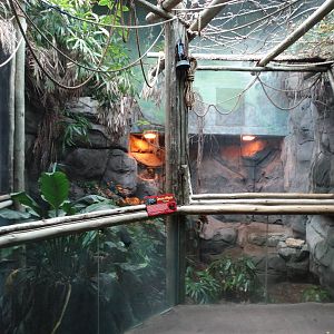 Nov. 2015 - HerpAquarium - King Louise - Chinese Alligator Exhibit