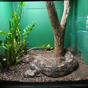Nov. 2015 - HerpAquarium - Gaboon Viper