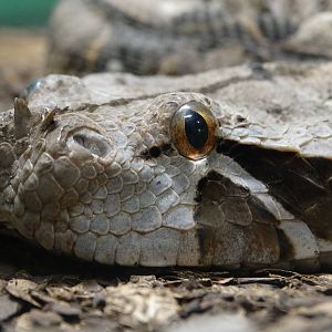 Nov. 2015 - HerpAquarium - Gaboon Viper